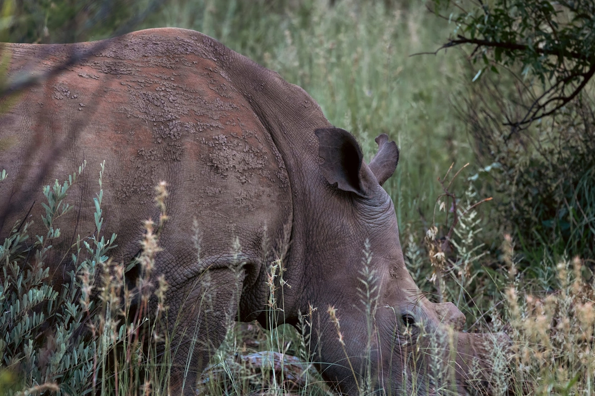 Lush Private Lodge Game Drives Bush Walks Wildlife 007.webp