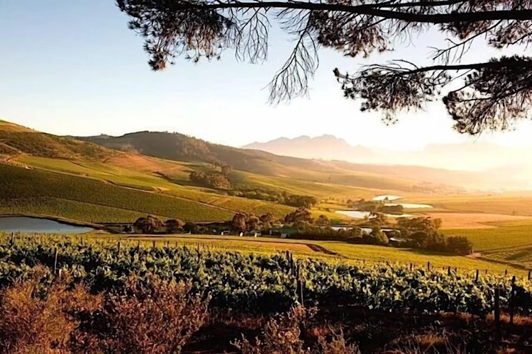 Jordan Wine Estate omgeving.webp