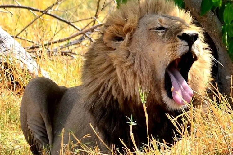 Khwai Hippo Pool Lodge and Campsite 004.webp