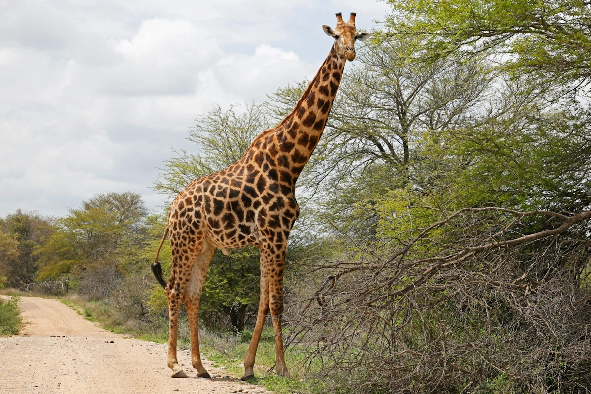 AfriCamps at Mackers omgeving 001.webp