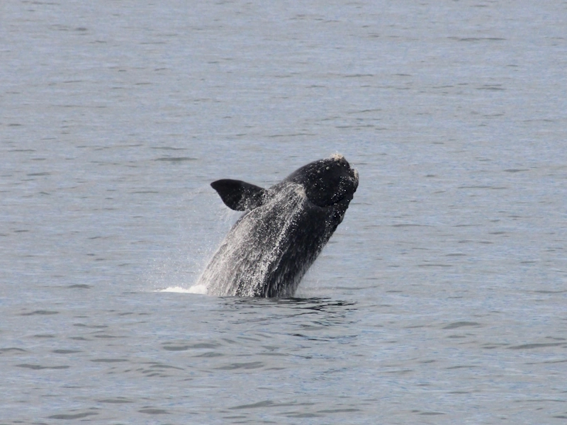 Hermanus - AfrikaPlus ©arthur-souquet-.webp