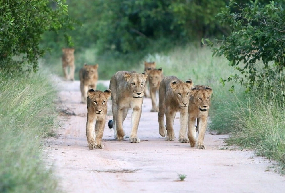 Thornybush Game Reserve