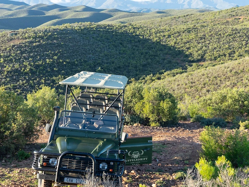 Buffelsdrift Game Lodge Gamedrive 012.webp