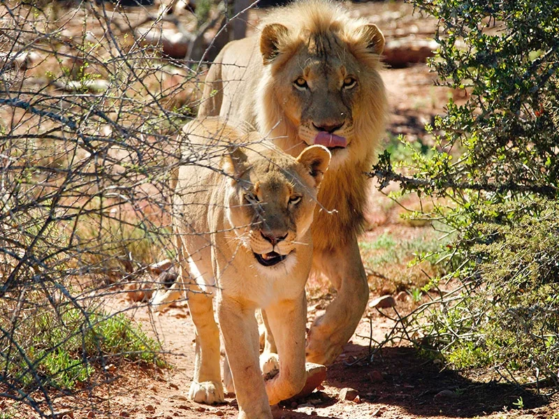 Buffelsdrift Game Lodge Gamedrive 013.webp