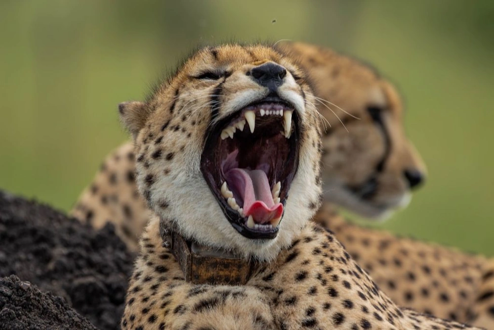 Motswiri Private Safari safari cheetah.webp