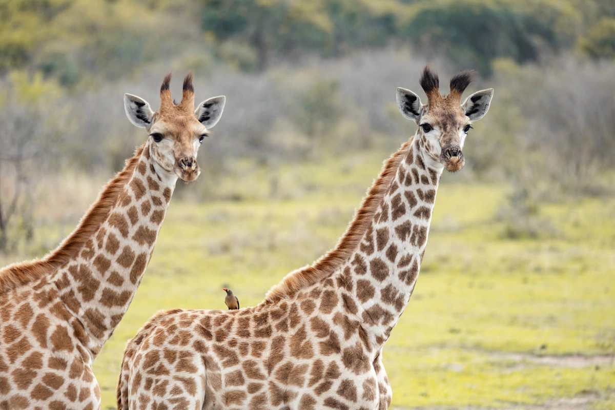 Rhino Ridge Safari Lodge wildlife 001.webp