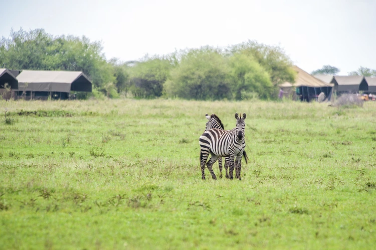 Kananga Special Tented Camp tent zebra voor de deur.webp