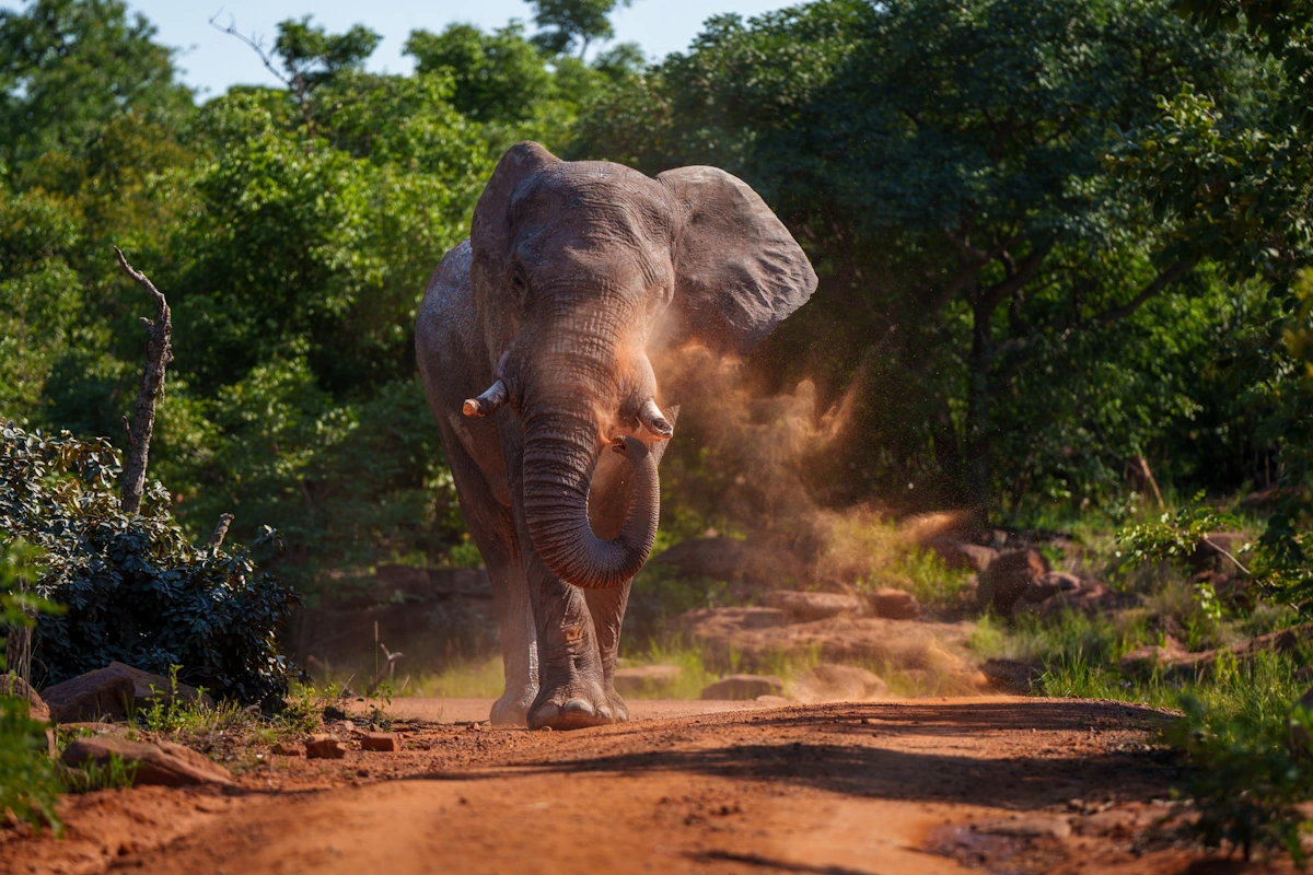 De Big Five Route van Zuid-Afrika Sediba Luxury Safari Lodge kleine sfeerfoto 002.webp