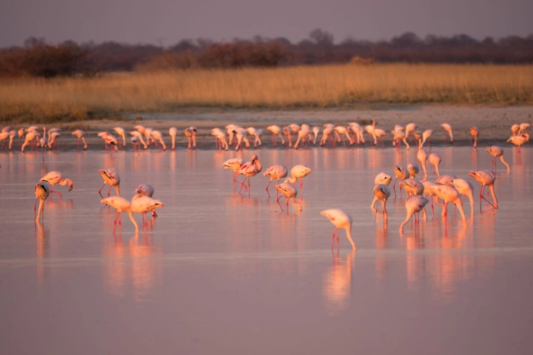 Nata Bird Sanctuary 001.webp