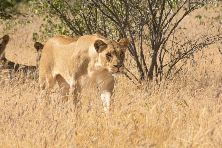 Etosha Photo by Ria Truter 001.webp