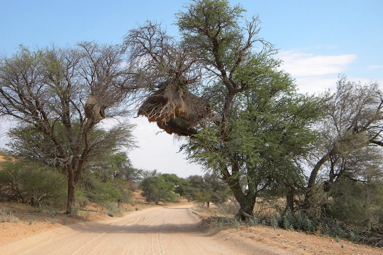 Kgalagadi Transfrontier Park klein 002.webp