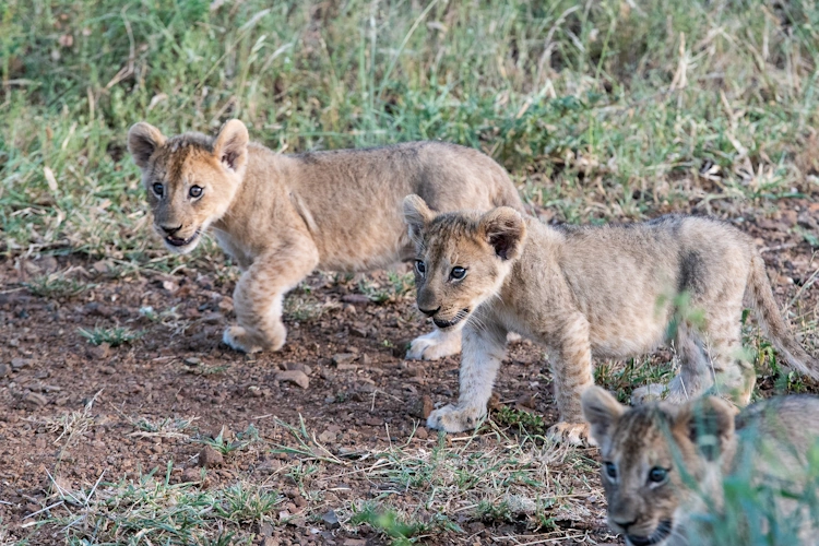 Mavela Game Lodge op safari 002.webp