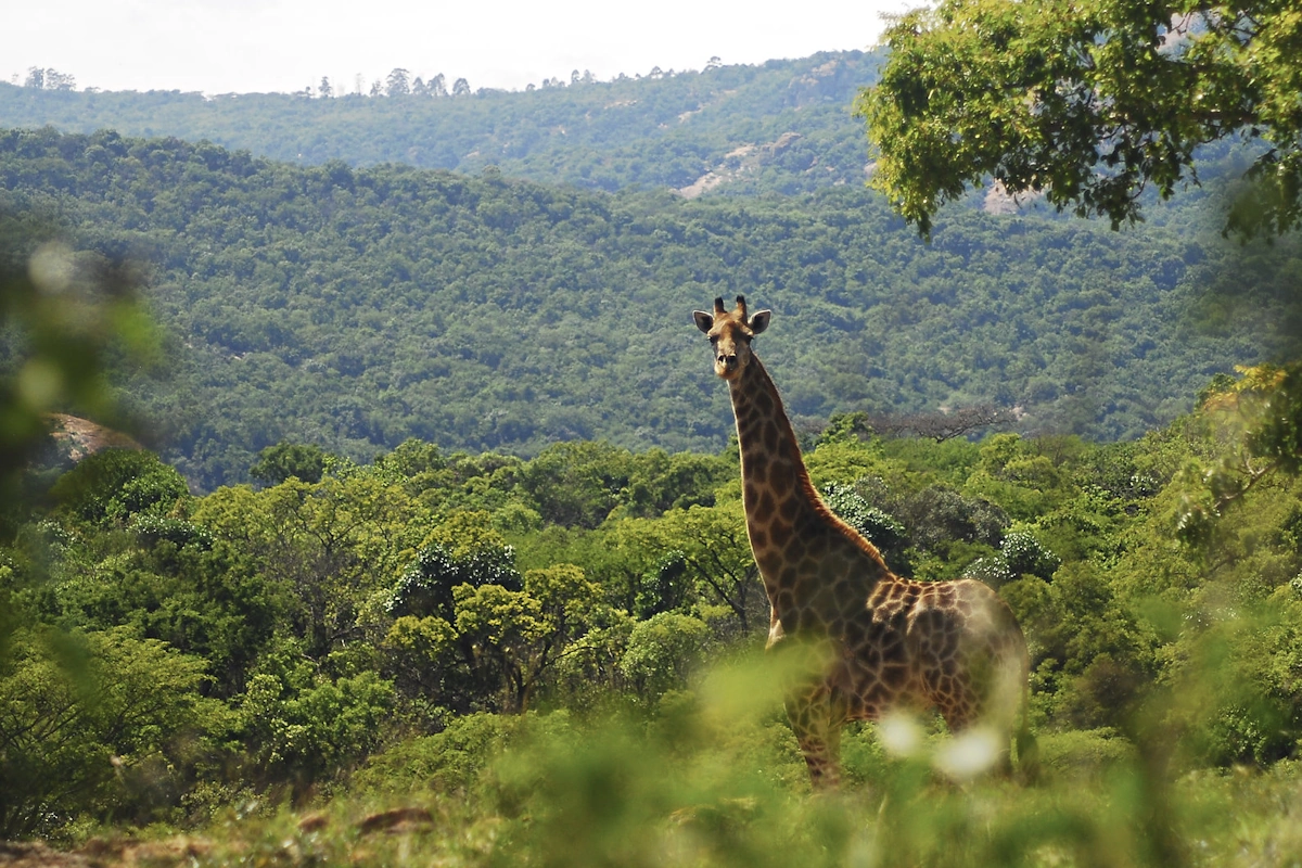 Tomjachu Bush Retreat activiteiten giraffe.webp