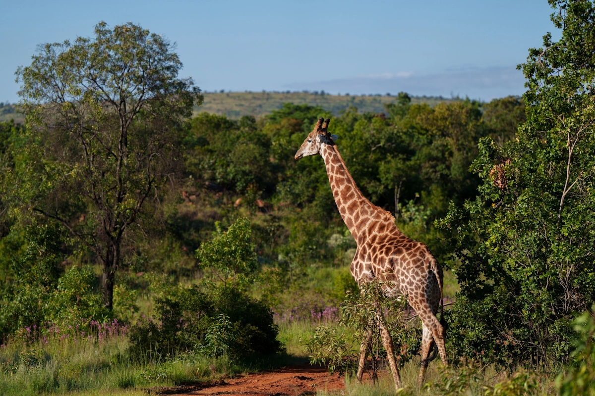 De Big Five Route van Zuid-Afrika Sediba Luxury Safari Lodge kleine sfeerfoto 001.webp