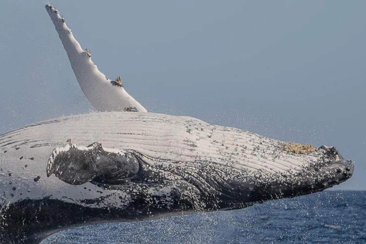 Whale Watching Cruise ST Lucia.webp