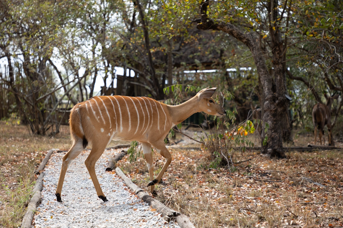 KwaMbili Game Lodge wild in camp 001.webp