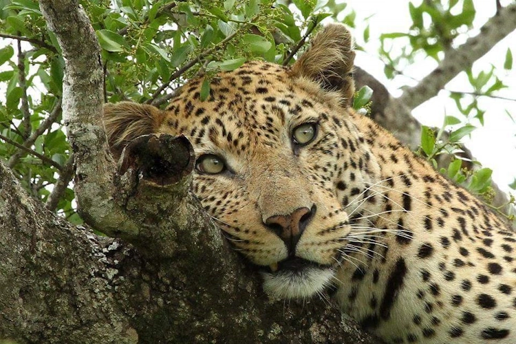 Emdoneni Lodge gamedrive.webp