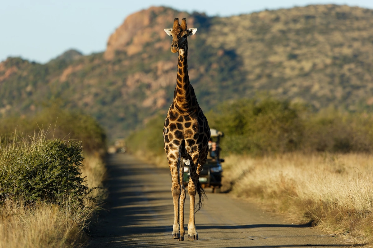 Lush Private Lodge Game Drives Bush Walks Wildlife 004.webp