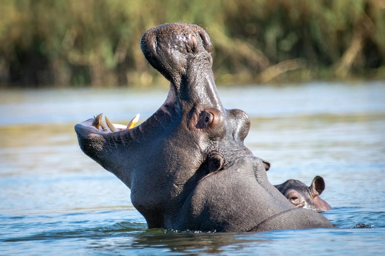 Divundu Photo by Andreas Vonlanthen 001.webp