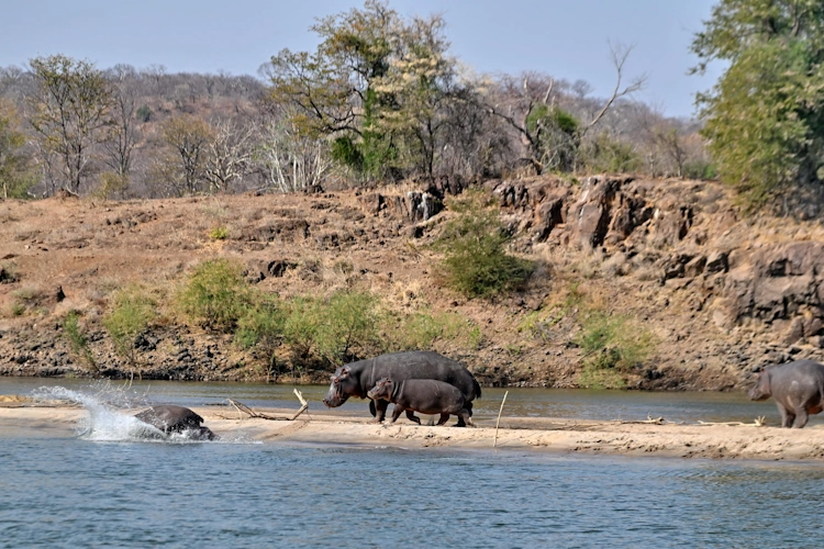 1760364031779msuna-island--zambezi-river--6-.webp