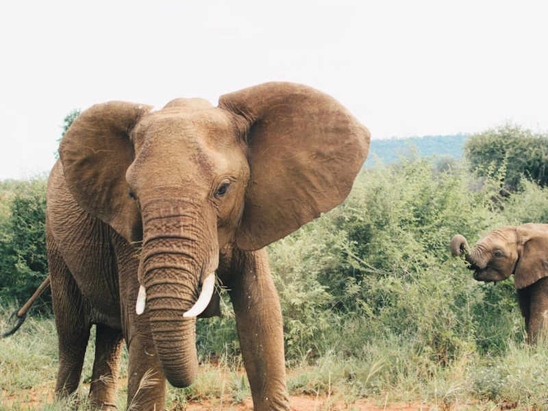 AfriCamps Addo Activiteit 002.webp