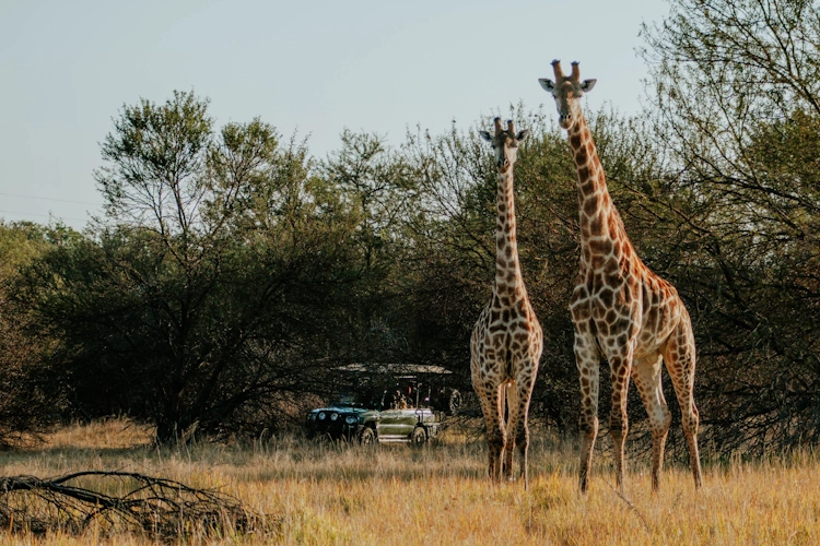 AfriCamps Waterberg excursie activiteit 001.webp