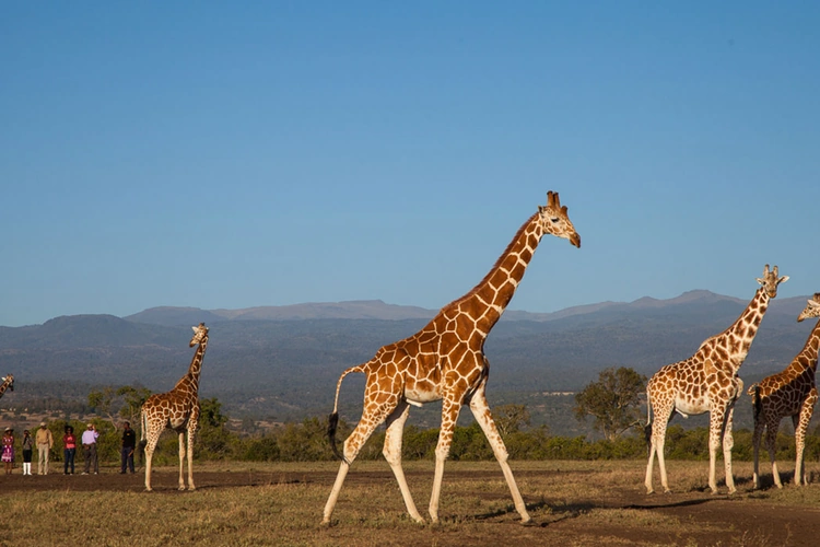 Aberdare Country Club omgeving.webp