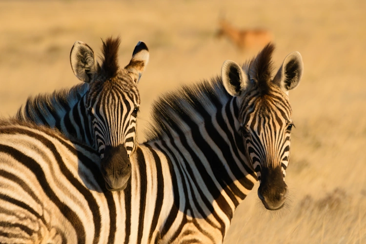 Etosha Photo by Valeria Hutter 001.webp