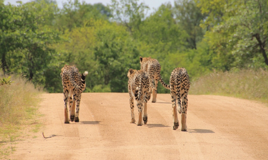 Krugerpark cheetahs Image by Daniel Hahner 002.webp