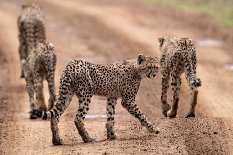 Manyoni Private Game Reserve plaats.jpg