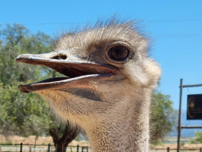 Oudtshoorn - AfrikaPlus ©jako-janse-van-rensburg-unsplash.webp