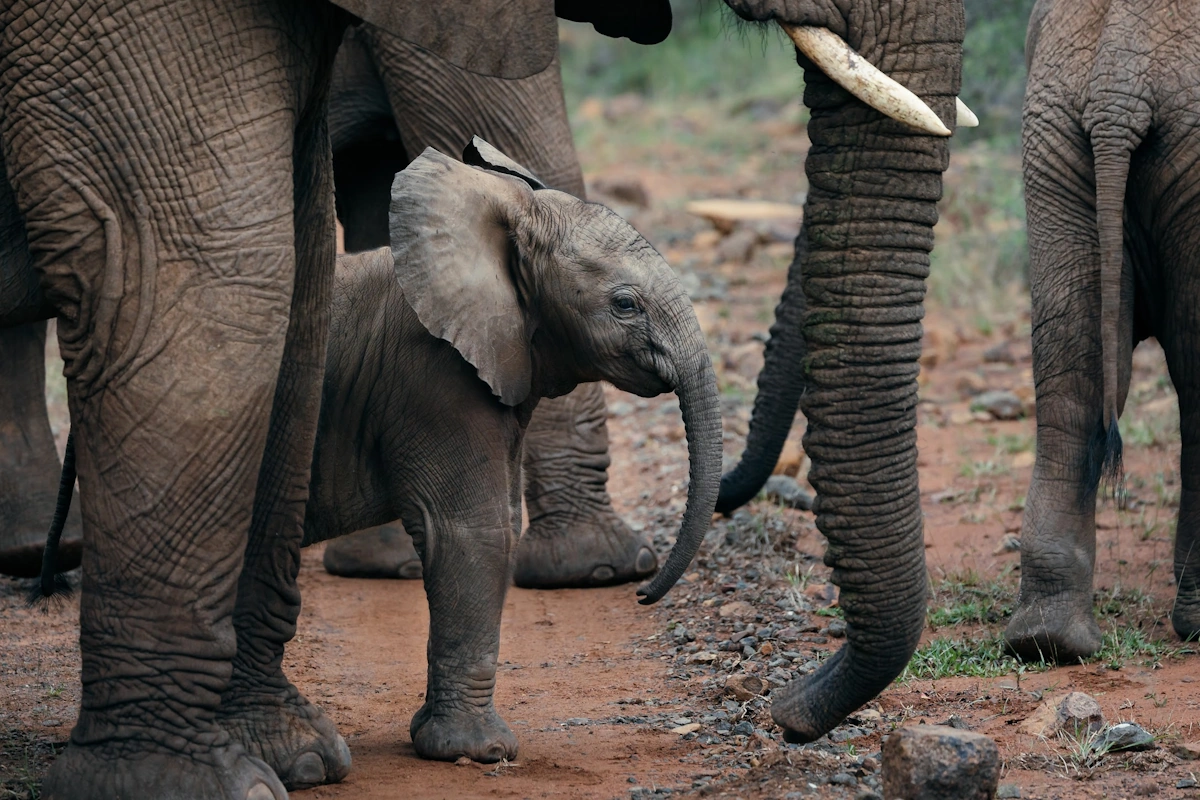 Lush Private Lodge Game Drives Bush Walks Wildlife 009.webp