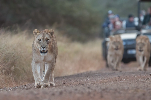 Big Five Safari in Manyoni Private Game Reserve.webp
