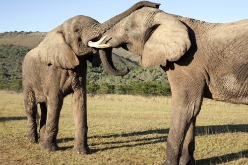 Klik op de afbeelding voor een vergroting Addo