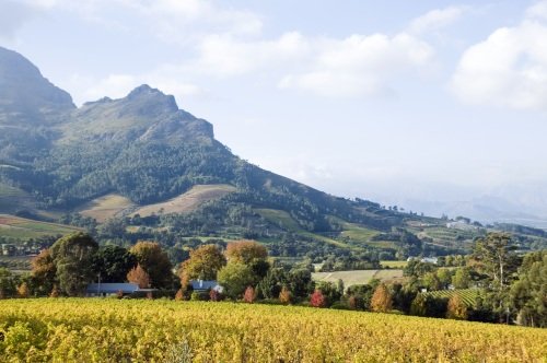 Klik op de afbeelding voor een vergroting Stellenbosch
