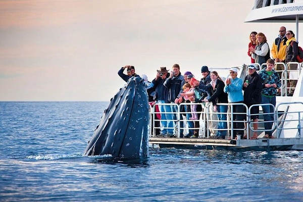 Walvissafari Hermanus.webp