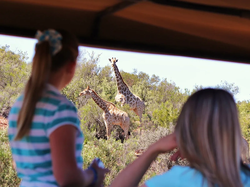 Buffelsdrift Game Lodge Gamedrive 011.webp