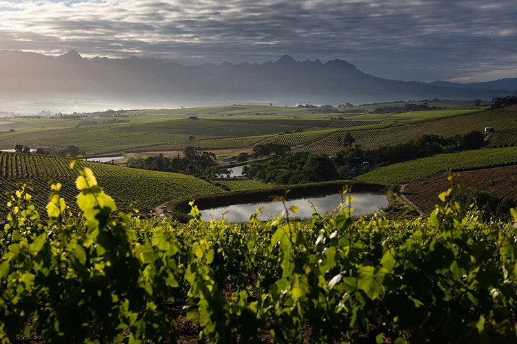 Jordan Wine Estate omgeving 002.webp