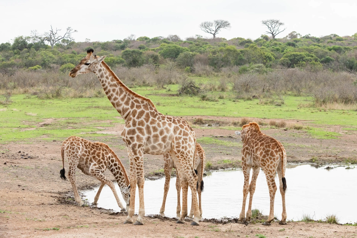 Rhino Ridge Safari Lodge wildlife 006.webp