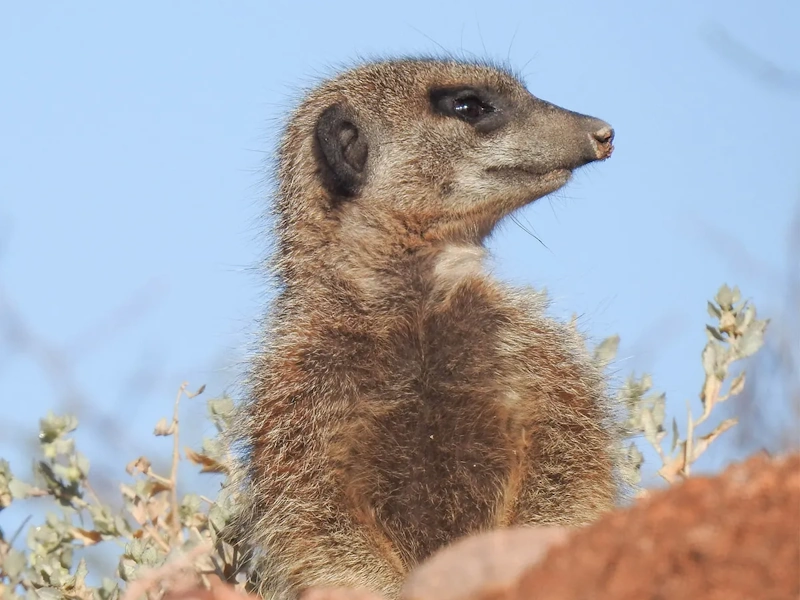 Buffelsdrift Game Lodge Meerkat 013.webp
