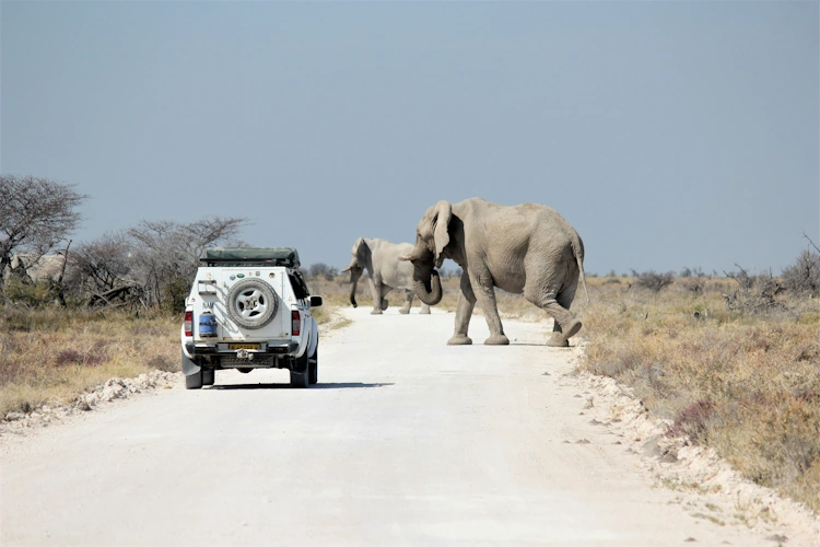 Etosha Photo by S Gensicke 001.webp