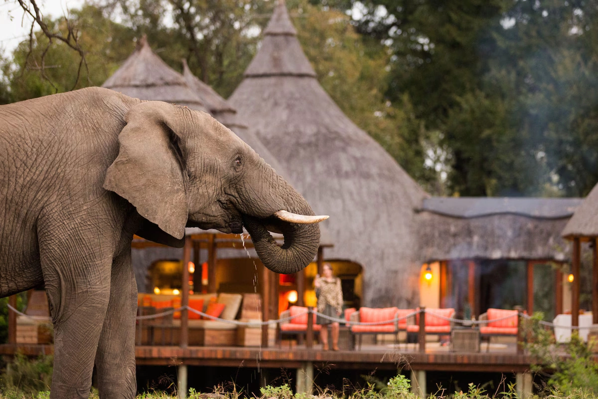 Hoyo Hoyo Safari Lodge safari 001.webp