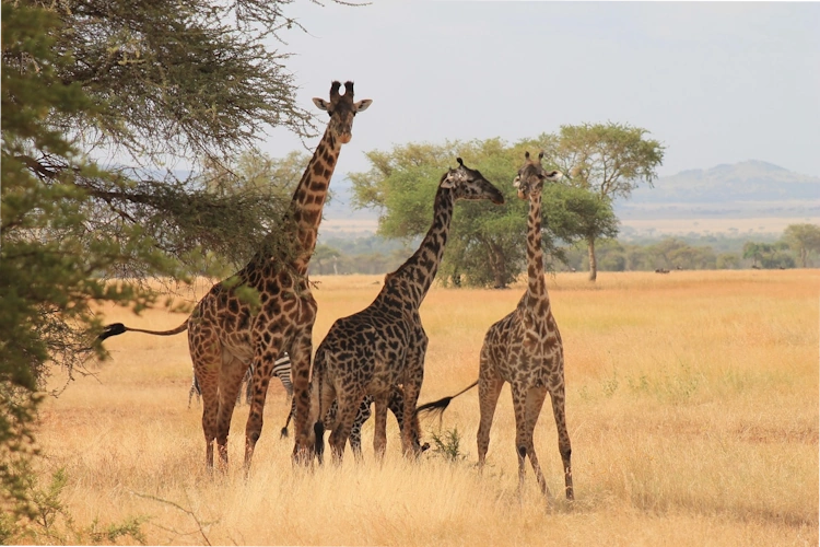 giraffes serengeti.webp