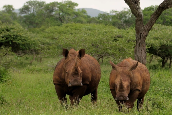 Safari in uMkhuze Game Reserve.webp