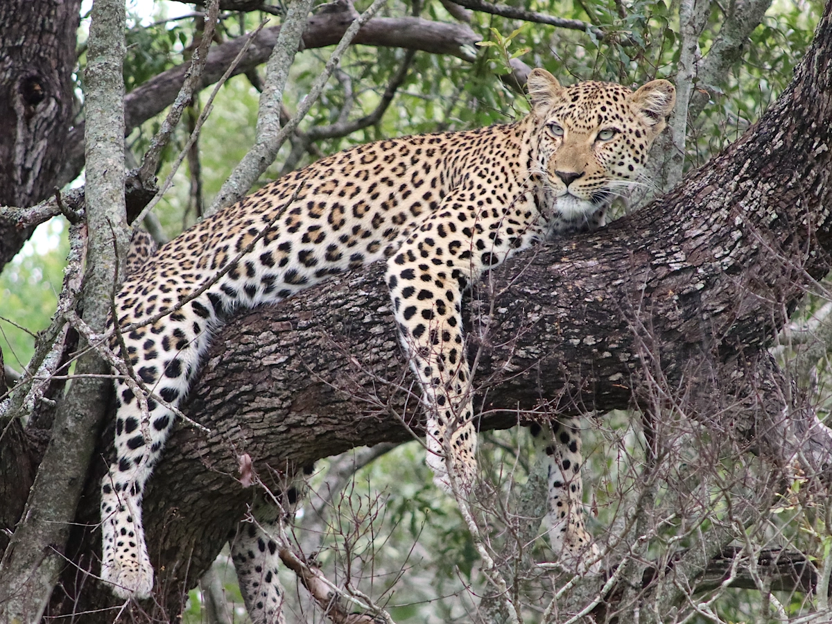 Pungwe Safari Camp Luipaard.webp