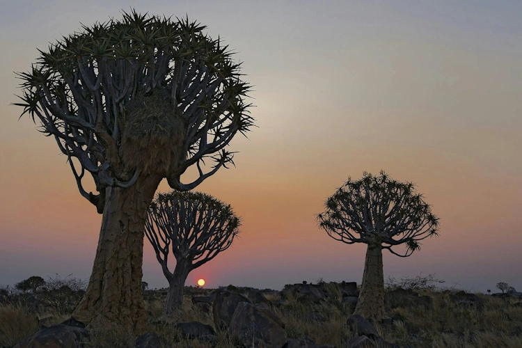 Quiver Tree Forest Keetmanshoop Photo by Wietse Jongsma.webp