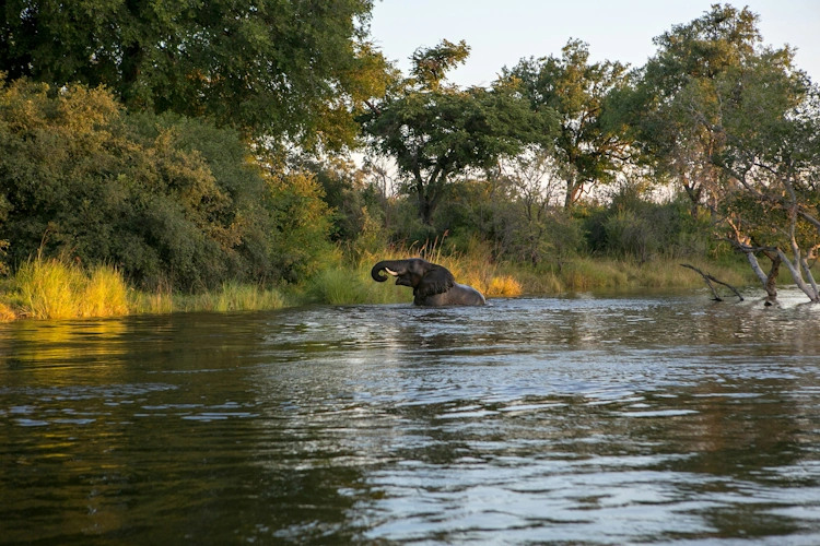 zambezi river Photo by Nicole Olwagen.webp