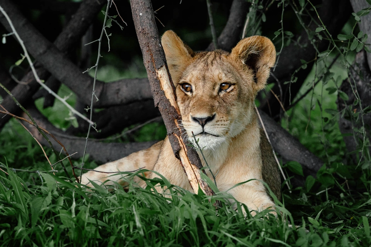 Rhino Ridge Safari Lodge wildlife 003.webp