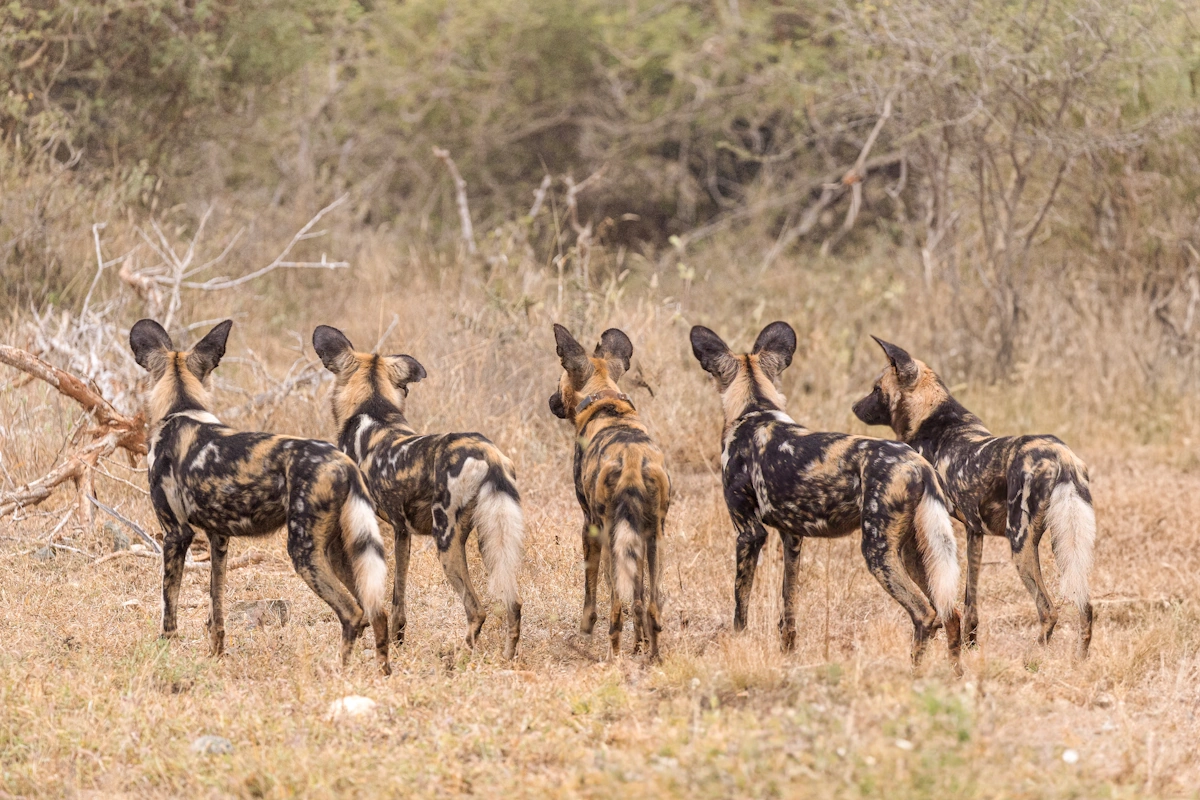 Buffalo Ridge Safari Lodge safari Madikwe Game Reserve wilde honden.webp
