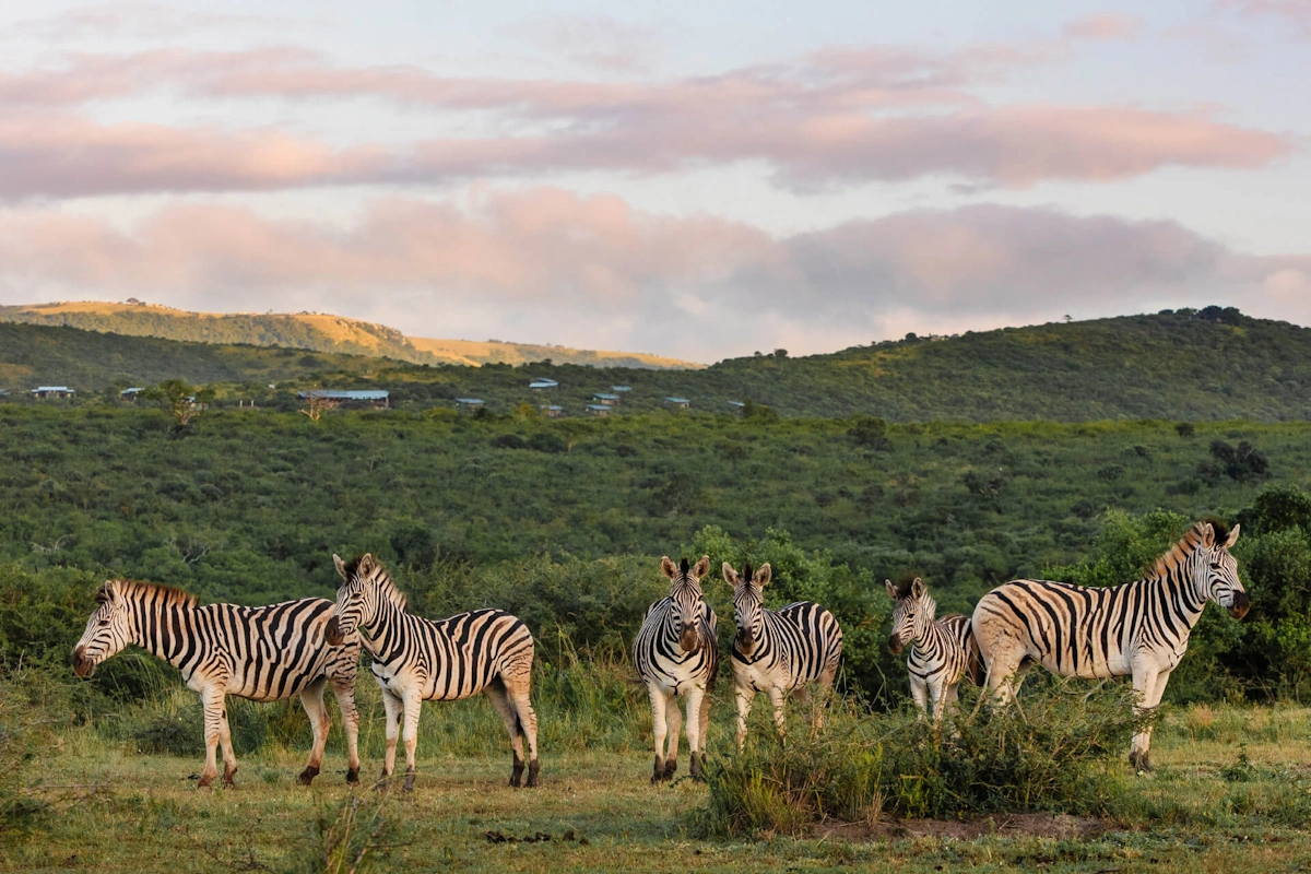 Rhino Ridge Safari Lodge wildlife 002.webp